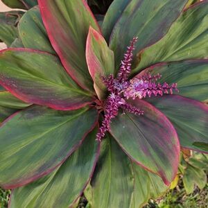 Vibrant Green and Pink Leafy Plant Accent
